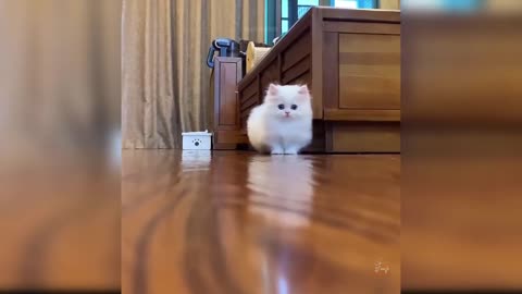 Baby Cats - Cute and Funny Cat Videos 5