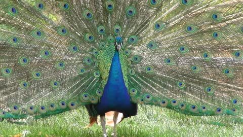 : An Indian Peafowl displaying his colorful and brilliant feathers in a park