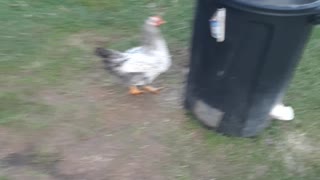 Strutting cocks