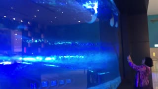 Largest aquarium in the Dubai