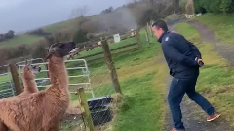 Man Gets a Dose of His Own Medicine From a Lama