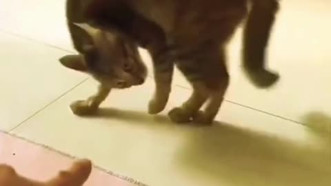 "Feline Funnies: Captivating Moments in Pet Cat Videos"