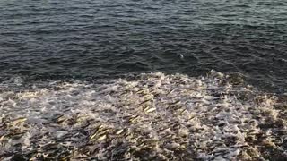 Hundreds of Mullet Fish Jumping out of the Water