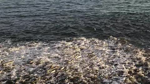 Hundreds of Mullet Fish Jumping out of the Water