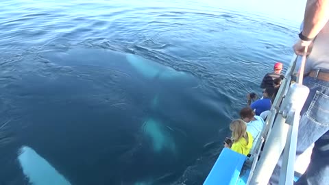 Whale ballet, upside down, blowing bubbles, breathtaking, PART 1! Mariner Cruise_Full-HD