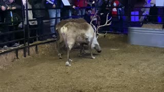 Santa's Reindeer Get Their Antlers Locked while playing