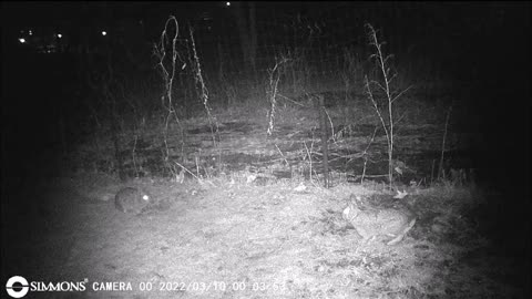 Backyard Trail Cam - Rabbits doing Kung Fu