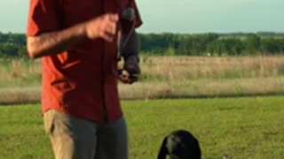 Bird Dog Training: Introducing "Whoa"