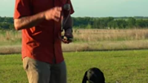 Bird Dog Training: Introducing "Whoa"