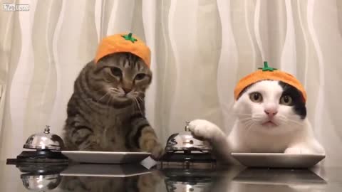 Gatos le piden de comer a su dueño