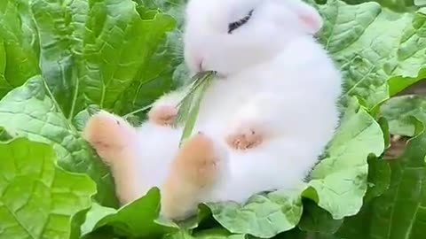 The little rabbit fell asleep while eating vegetable...