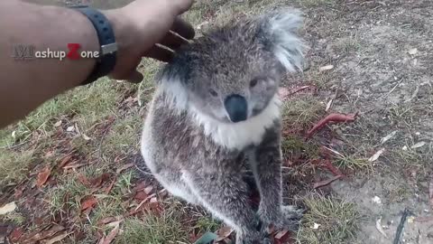 A Cute Koala Videos And Funny Koala Bear