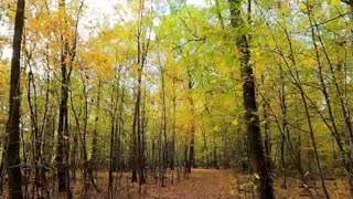 Walking in the Forrest - Autumn 2022.