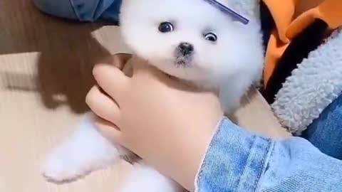 kp15-Tik Tok Chó Phốc Sóc Mini-Funny and Cute Pomeranian