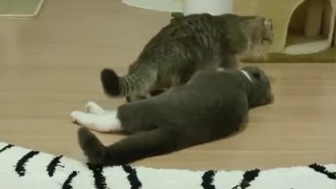 Funniest Cats - Don't try to hold back Laughter - Funny Cats Life