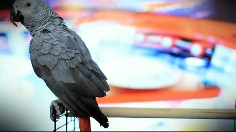 watch amazing African grey & kiwi