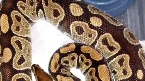 15 facts about pythons