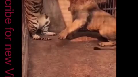 Tiger attacks lion.... In caze