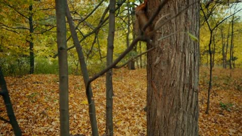 Beautiful squirrel eating and playing