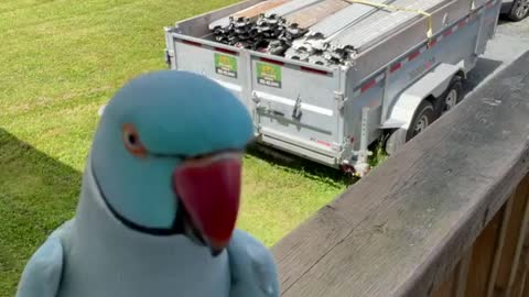 Parrot shows off epic opera singing skills ll pahadi parrot mating