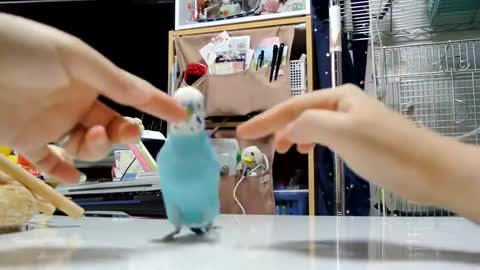 unique and funny parrots