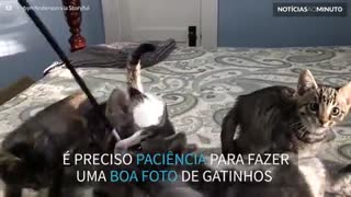 Como retratar uma ninhada de gatinhos