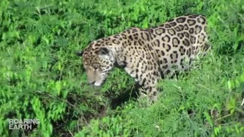 Jaguar Dives to Catch Caiman