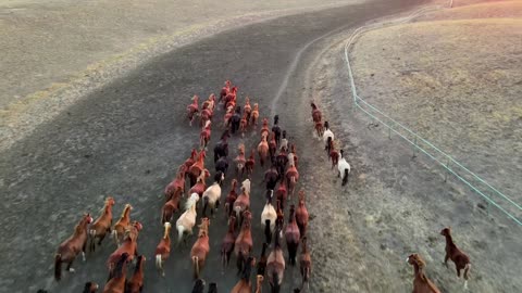 Horses galloping countryside beautiful veiw