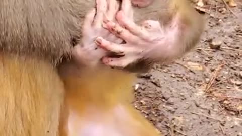 BD Cute Baby Monkey