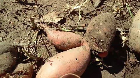 Sweet potato harvest of 2022