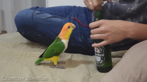 Bird drinking beer with his hooman