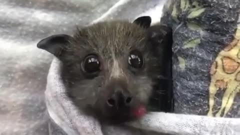 Baby Bat Eating a Strawberry