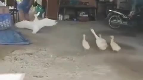 I can't stop laughing 😂😂 | baby duck funny videos
