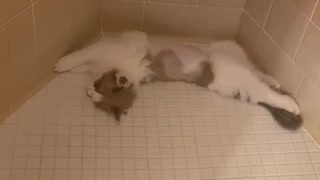 Upside down Kitten Sleeps in Shower