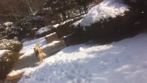 My dog eats snow!