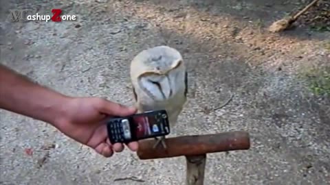 cute and funny owls