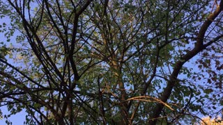 Green Leaves Fall from Tree