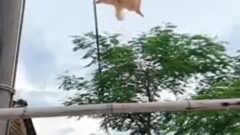 flying squirel so cute