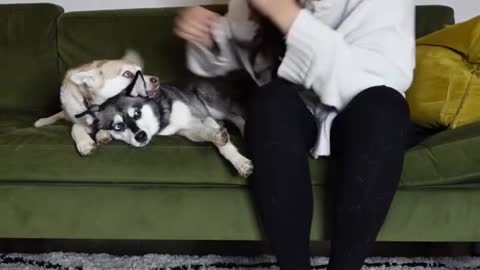 jealous mini husky get upset when mom kisses his sister before him