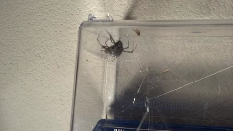 Black spider mating