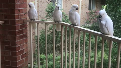 Feather Fiesta As Cockatoos Take Over Balcony