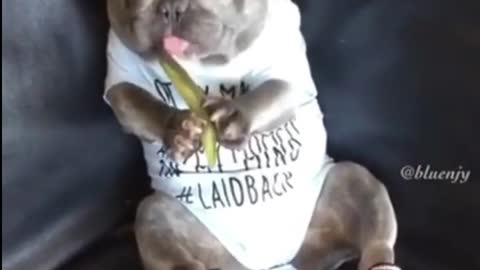 French Bulldog On Couch Wearing Tennis Shoes Noisily Eating Pickle | Hilarious French Bulldog