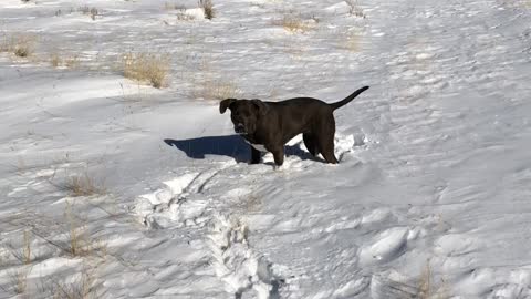 Two dogs running in snow