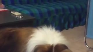 White brown black fluffy dog misses treat catch