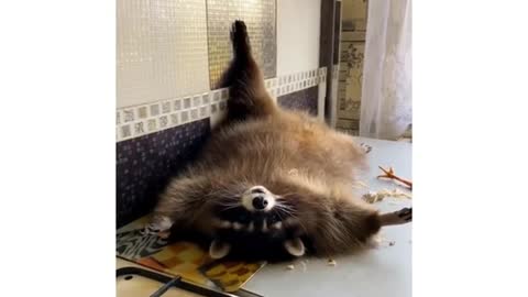 Raccoon. life is Beautiful