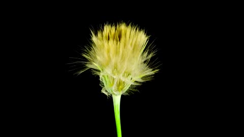 Timelapse Flowers Blooming