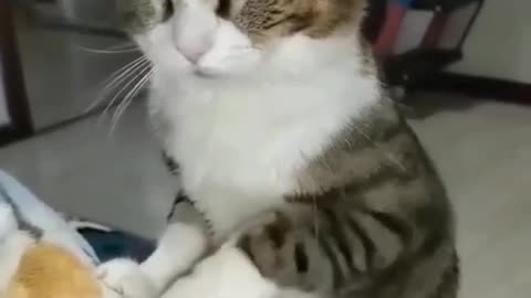 FUNNY ANIMAL ( cat massage )