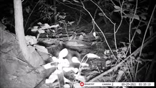 Backyard Trail Cam - Possum