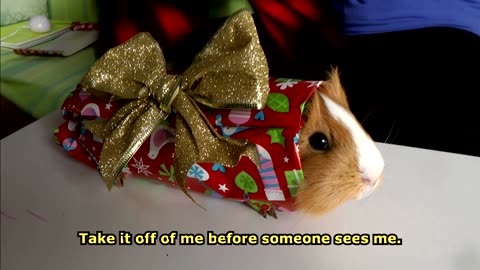 Furry Surprise Unleashed: Packaging a Guinea Pig for Christmas Fun! 🎁🐹