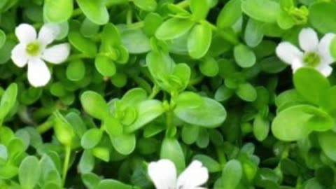 Unlock Your Brain Power with Brahmi Herb: Mind-Blowing Benefits Revealed!